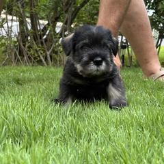 Standard Schnauzer Puppies from Harbor Hill Standard Schnauzers
