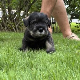 Standard Schnauzer Puppies from Harbor Hill Standard Schnauzers