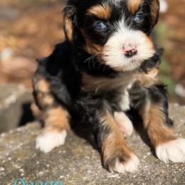 Ocean - female Australian Mountain Doodle puppy in Henry, Illinois from Rowe Farms Doodles