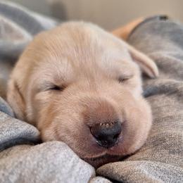 Text Me - Yellow female Labrador Retriever puppy in Martinsburg, West Virginia from Fetching Labrador Retrievers