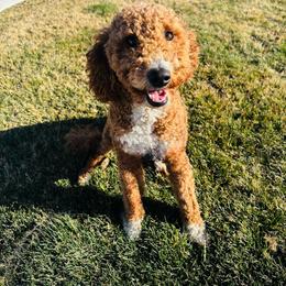 Daisy - Goldendoodle