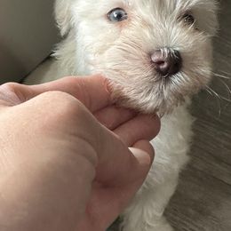 Miniature Schnauzer Puppies from Mandelyn’s Miniature Schnauzers