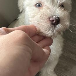 Miniature Schnauzer Puppies from Mandelyn’s Miniature Schnauzers