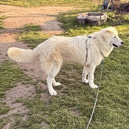 Luke - Maremma Sheepdog puppy in Kings County, California from Prancing Pony Farm Maremma Sheepdogs