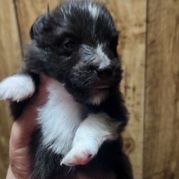 Dora - Black and white female Shetland Sheepdog puppy in Weedsport, New York from M&M Shelties and Smooch-A-Bulls English Bulldogs