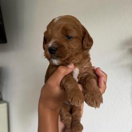 Dodger - Apricot male Goldendoodle puppy in Stockton, California from Family Doodles