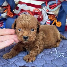 Firework - Red  male Goldendoodle puppy in Lancaster, Kentucky from Dream Paws Puppies, LLC