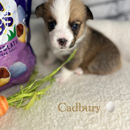 Pembroke Welsh Corgi Puppies from Coastal Corgis