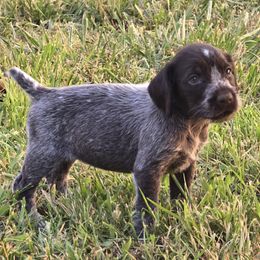 Butterfly - Liver and white German Wirehaired Pointer puppy in Wellston, Ohio from Blue Line GWPs