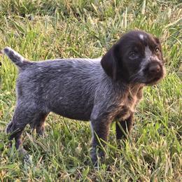 Butterfly - Liver and white German Wirehaired Pointer puppy in Wellston, Ohio from Blue Line GWPs