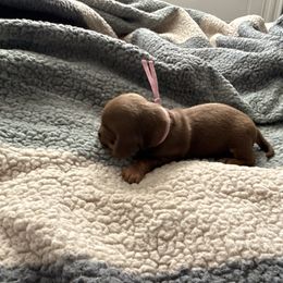 Pink girl - Chocolate and tan female Dachshund puppy in Victorville, California from Wirz’s Weenies