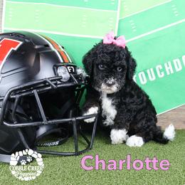 Charlotte - Tri-color female Bernedoodle puppy in Heyworth, Illinois from Cobble Creek Puppies