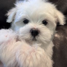 Sophie - White female Maltese puppy in Pasco, Washington from Hops-a-Lot Maltese Ranch