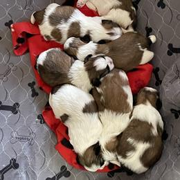 Shih Tzu Puppies from Little Miracles Shih Tzu