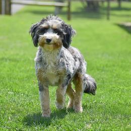 Carla - Bernedoodle