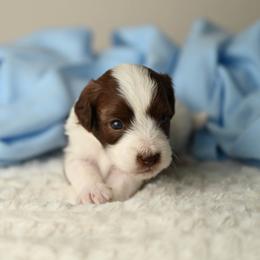 Freedom Frito - Brown and white male Aussiedoodle puppy in Lincoln, California from Frenchie LOVE and Doodles