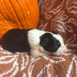 Corporal Garcia - Black and white male Border Collie puppy in Mckinney, Texas from Border Collies of Ruidoso