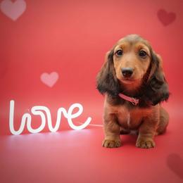 Pink Collar - Red female Dachshund puppy in Zebulon, North Carolina from Salt of the Earth Dachshunds