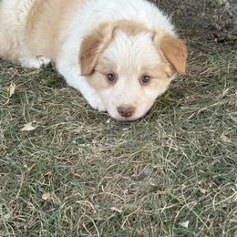 Willow - Gold female Border Collie puppy in Hopedale , Ohio from Whipple Farms