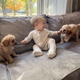 Cavapoo Puppies from Campbell Cavapoos