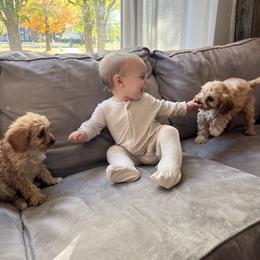 Cavapoo Puppies from Campbell Cavapoos