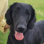 Joy - Flat-Coated Retriever