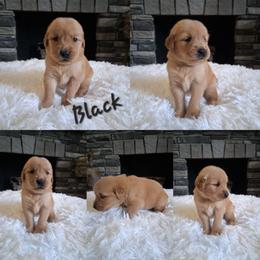 Green boy - Dark golden male Golden Retriever puppy in Howell, Michigan from Robbin's Treasures
