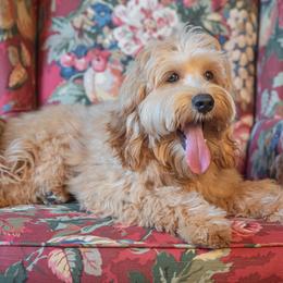 Blue Boy/Anakin - Australian Labradoodle puppy from Rose Cottage Labradoodles