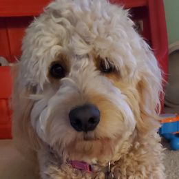 Goldendoodle All Grown Up from Lake Oakdale Doodles