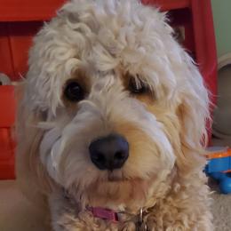 Goldendoodle All Grown Up from Lake Oakdale Doodles