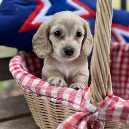 Princess - Cream female Dachshund puppy in Dothan, Alabama from Snake Creek Dachshunds