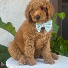 Mars. Orange collar - Apricot male Goldendoodle puppy in Placentia, California from Zari Benji Doodles