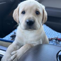 Goldendoodle and Labrador Retriever Puppies from BV Labs & Doodles