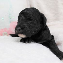 Bernedoodle and Goldendoodle Puppies from Paramount Family Doodles