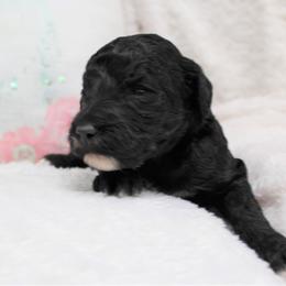 Bernedoodle and Goldendoodle Puppies from Paramount Family Doodles