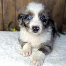 Green collar - Blue merle male Australian Shepherd puppy in Coulee City, Washington from Mr and Mrs Doodle Farm