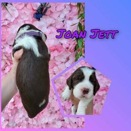 Joan JettGirl 6 - Liver white and tan female English Springer Spaniel puppy in Saginaw, Michigan from Kemerer Springers