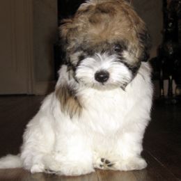 Coton de Tulear Puppies from Windy City Coton