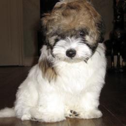 Coton de Tulear Puppies from Windy City Coton