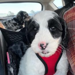 Assorted Doodle Crosses, Australian Labradoodle, Goldendoodle, and Newfoundland Puppies from Twin Sisters Doodles