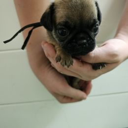 Black - Fawn male Pug puppy in Tallapoosa, Georgia from West Georgia Pugs