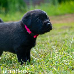 Labrador Retriever Puppies from Puzzles Labradors