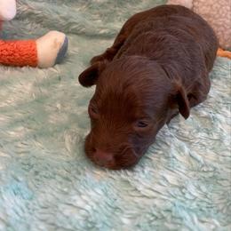 Red Phantom M3 - Red phantom male Aussiedoodle puppy in Bee Branch, Arkansas from Scroggins Creek Doodles