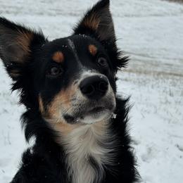 Miniature Australian Shepherds from Adair Acres Aussies