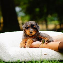 Bernedoodles and Goldendoodles from Doodle Love