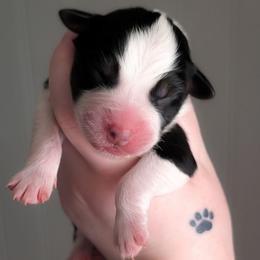 Snickerdoodle - Black tri-color female Australian Shepherd puppy in Georgetown, Texas from River Reign Australian Shepherds