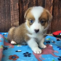 Mel B - Red female Pembroke Welsh Corgi puppy in Castle Rock, Washington from Heckman Corgis