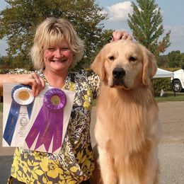 Caleb - Golden Retriever