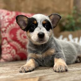 AKC Sprinkle - Blue female Australian Cattle Dog puppy in Chillicothe, Missouri from TLC Cattle dogs