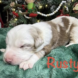 Rusty - Red merle male Australian Shepherd puppy in Shepherdsville, Kentucky from Annie's Aussies
